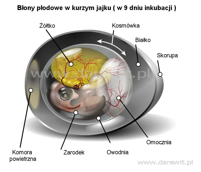 błony-płodowe-w-jajku-kurzym-w-czasie-inkubacji